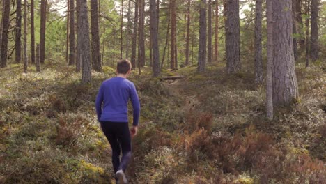 Young-man-hiking-in-pine-tree-forest-on-sunny-day,-static-back-view