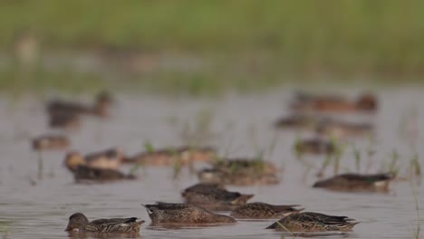 Bandada-De-Patos-Alimentándose-Por-La-Mañana-En-El-Humedal