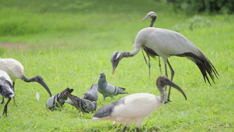 juvenile demoiselle crane with pigeons and african sacred ibis in pretoria, south africa