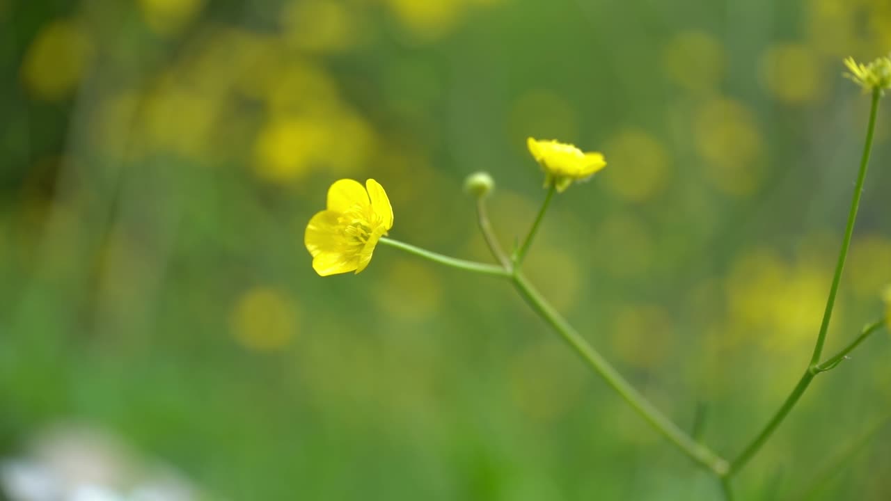 Yellow flower moving with wind in slow motion