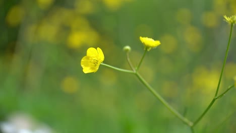 yellow flower moving with wind in slow motion