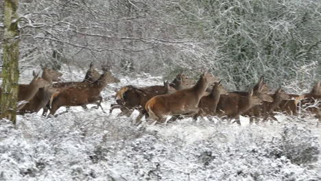 Manada-De-Ciervos-En-La-Naturaleza-Durante-El-Invierno,-Vista-Lateral-De-Un-Grupo-De-Cuadrúpedos-Moviéndose-En-Un-Bosque-Lleno-De-Nieve-Blanca