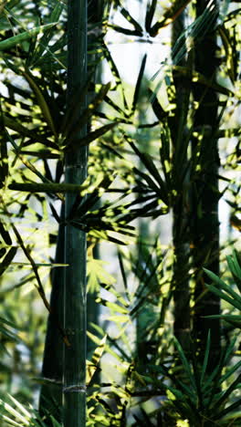 close up of bamboo plants