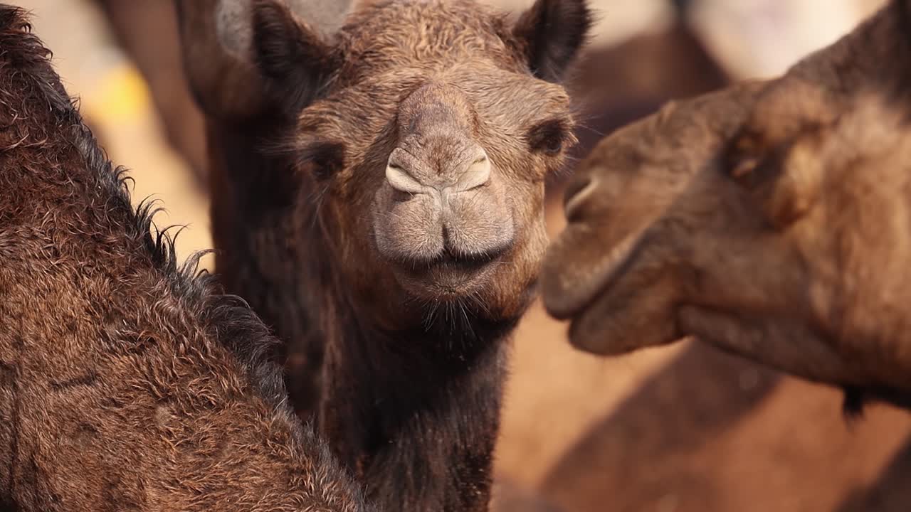 camellos en cámara lenta en la feria de pushkar, también llamada feria de camellos de pushkar o localmente como kartik mela es una feria anual de varios días de ganado y cultural que se celebra en la ciudad de pushkar rajasthan, india.