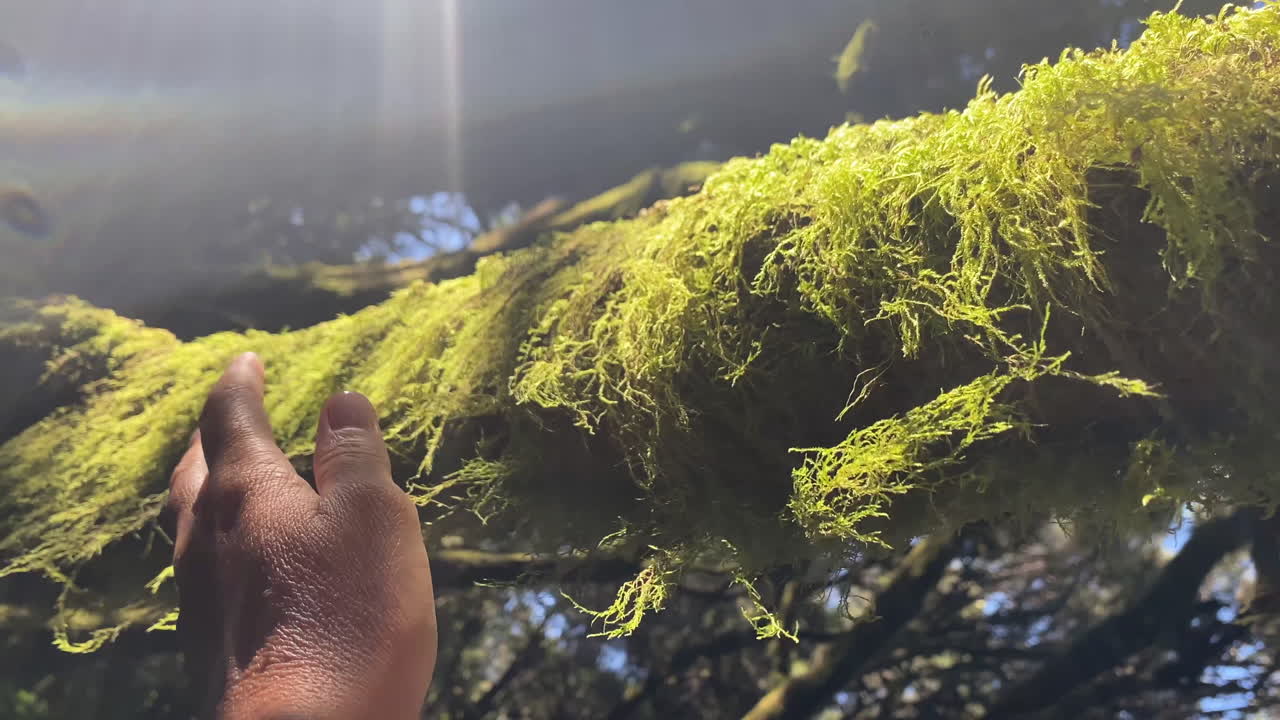 A hand with a ring gently strokes and touches a mossy tree branch on a sunny day in the woods