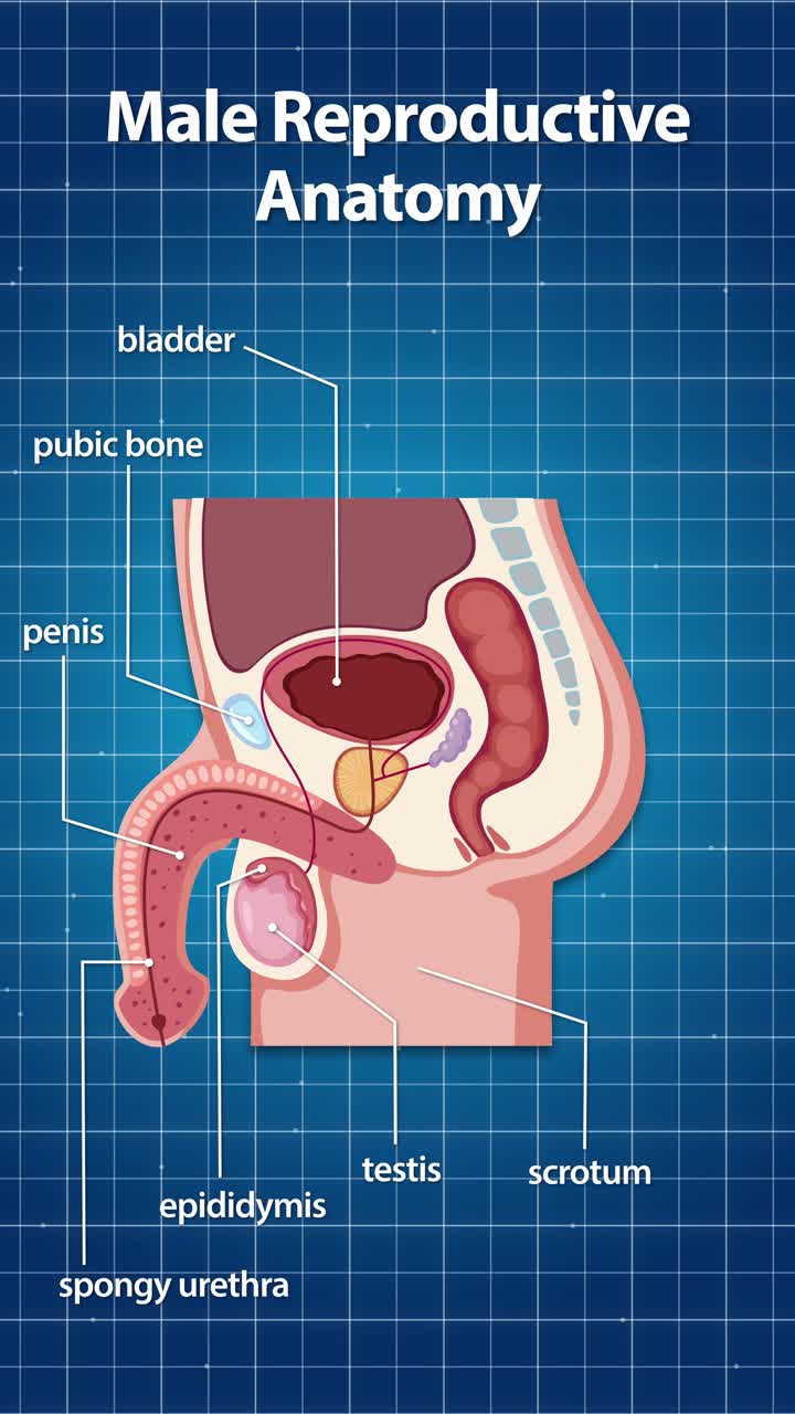 Cross-section diagram labels male reproductive organs against a blue grid background in vertical format