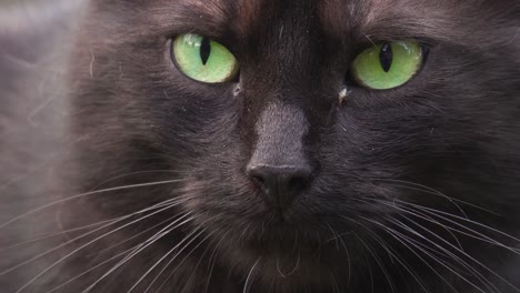 close up of green eye domesticated black cat with long whiskers smell air