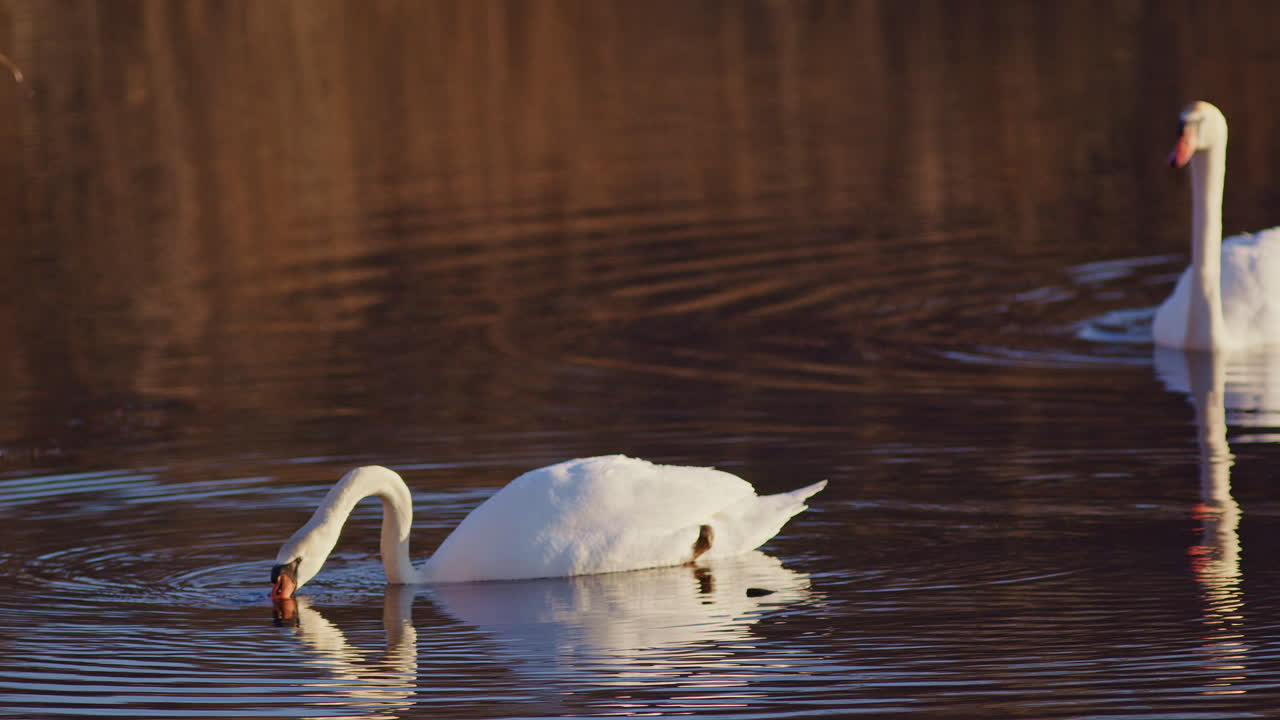 A cinematic look at mating swans at dawn, rendered in extreme slow-mo.