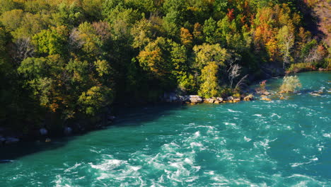 Forest-on-Niagara-River-Bank