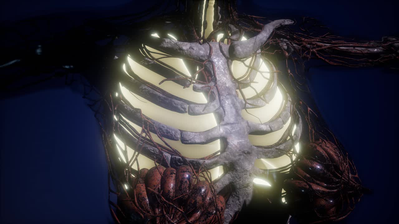 눈에 띄는 폐를 가진 인간의 몸