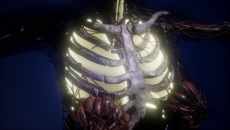 cuerpo humano con pulmones visibles