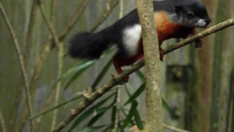 colorful squirrel on a branch