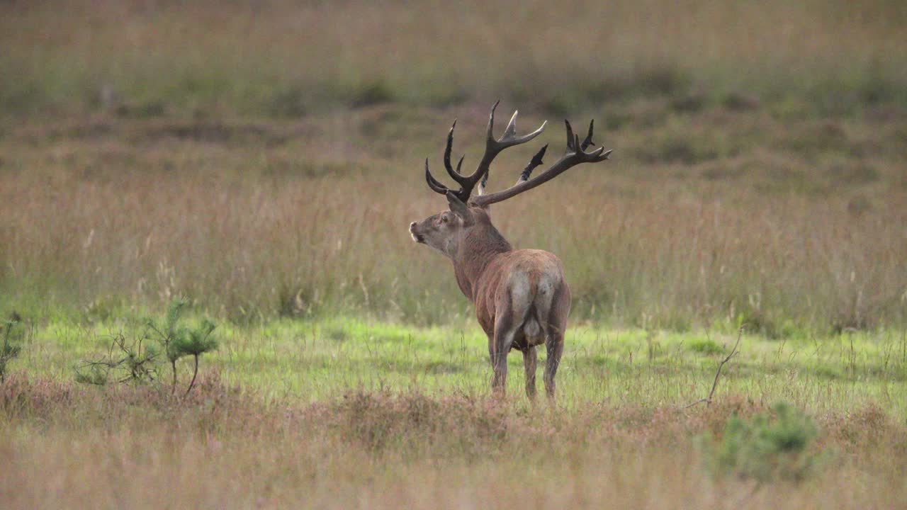Red Deer Stag Grazing in a Field