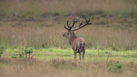 red deer stag grazing in a field