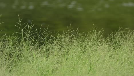 green grass . glassy . water