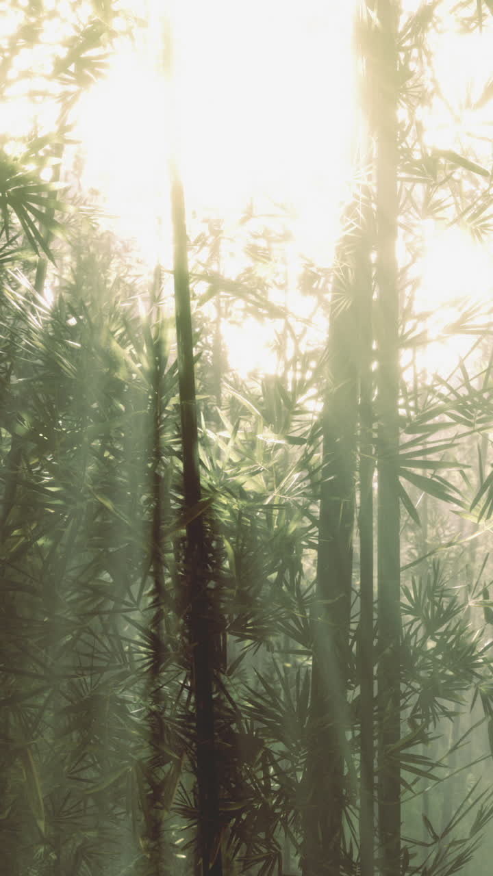 Sunlight filters through bamboo in a serene forest setting