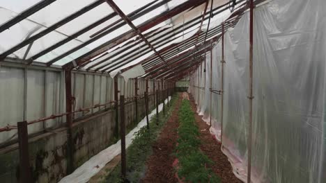 poor man's green house with young tomato plants being grown and care for