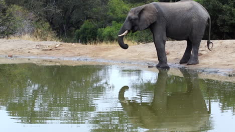 lone elephant bull drinking water, then turning away from the waterhole in africa