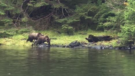 famille d'ours noirs marchant sur la rive du fleuve en alaska