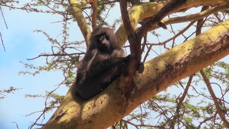 an adult baboon rests in a tree and scratches his head