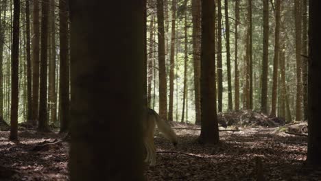 un perro lobo olfateando en el bosque