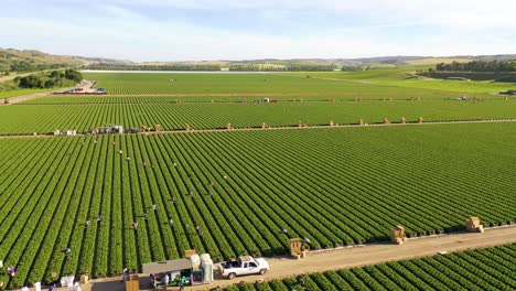 Excelente-Antena-De-Vastos-Campos-Agrícolas-Comerciales-De-California-Con-Trabajadores-Agrícolas-Mexicanos-Inmigrantes-Migrantes-Recogiendo-Cultivos-1