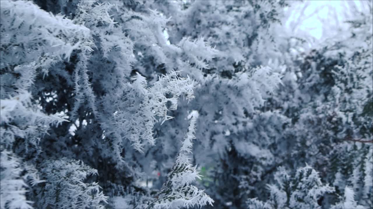 Close up or closeup footage gliding besides white fluffy snow and needle like frost covered spruce or pine tree branches during a winter cloudy day. The ice formations look like spikes and needles.