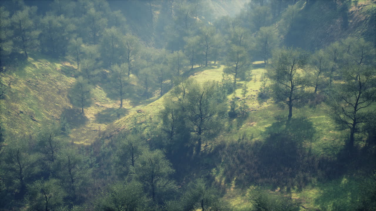 A Serene Forest Landscape with Fog