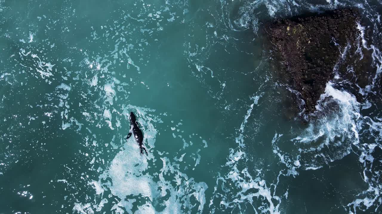 Cucciolo di foca ferito che galleggia nell'acqua dell'oceano mentre le onde si infrangono lungo la costa rocciosa.