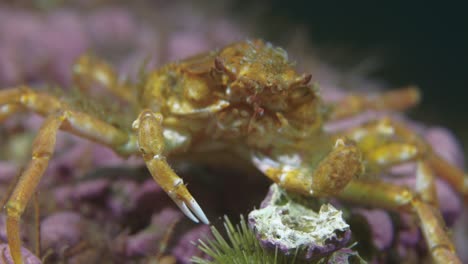 small decorator crab close up in 60 fps in 4k slow motion