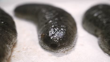 Sea-cucumber-on-a-white-background