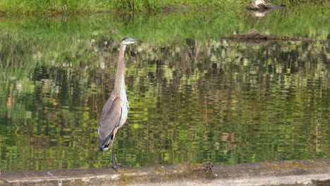 great blue heron stands tall on log in reflective green pond, nature