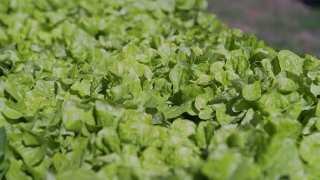 cultivo al aire libre de lechuga de roble verde para la preparación de ensaladas