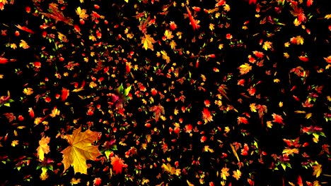 4k maple leaves. golden autumn