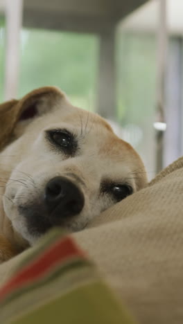 video of mixed breed dog lying on sofa at home