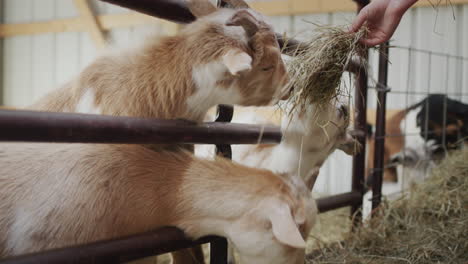 A-farmer-feeds-his-goats-from-his-hand,-hands-them-a-bundle-of-hay-through-a-fence-in-the-barn.