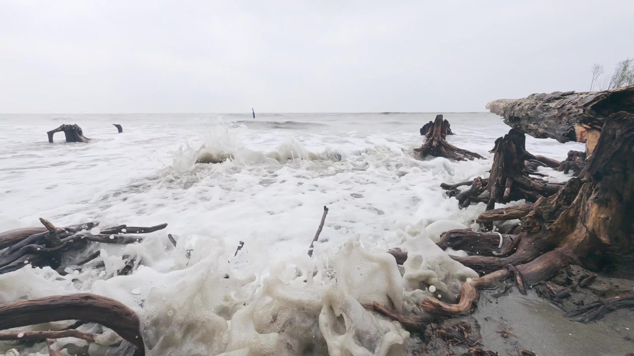 Eroosion kuluttamat puunrungot aaviorannalla vuorovesitoiminnan aikana, myrskyn ja eroosion aiheuttamana, Sundarbansin suistossa. Staattinen kuva.