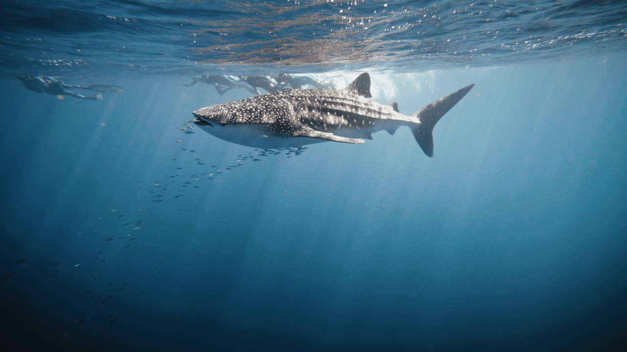 School of fish trail leads up to whale shark in slow motion swimming underwater