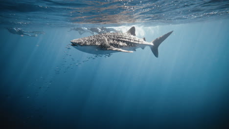 school of fish trail leads up to whale shark in slow motion swimming underwater