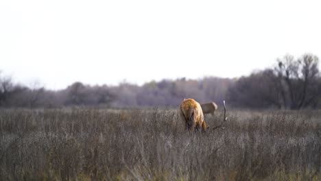 Bull-Elk-Walks-Along-In-Field