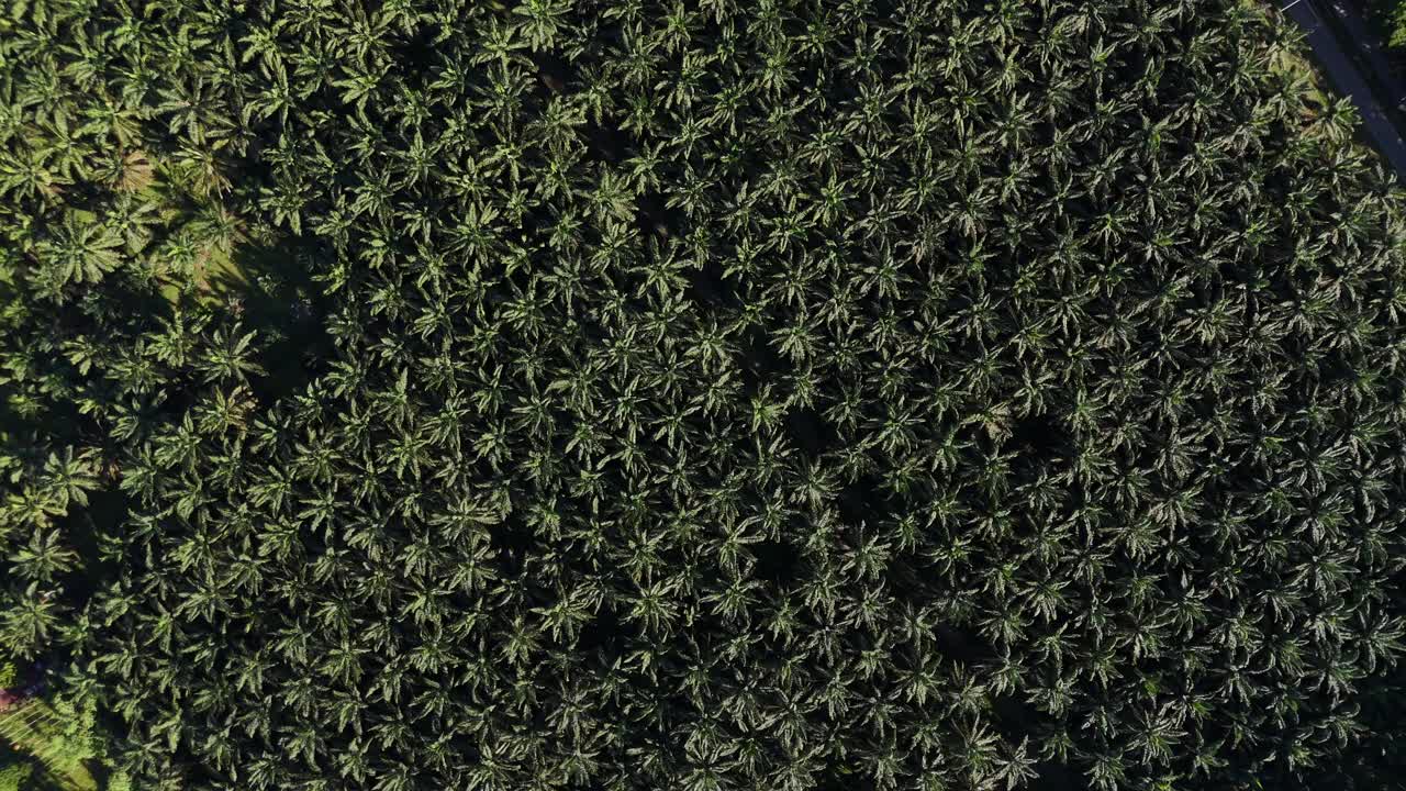 Aerial drone view of palm oil tree plantation in sumatra indonesia birds eye view bukit lawang