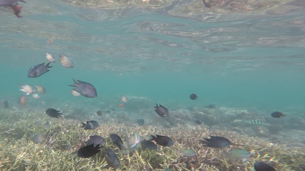 una toma submarina de mano sobre un arrecife de coral, en la isla de komodo