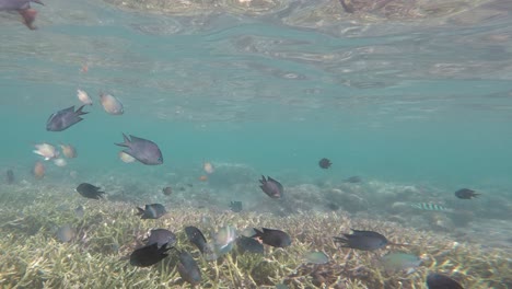 A-handheld-underwater-shot-over-a-coral-reef,-in-the-Komodo-Island