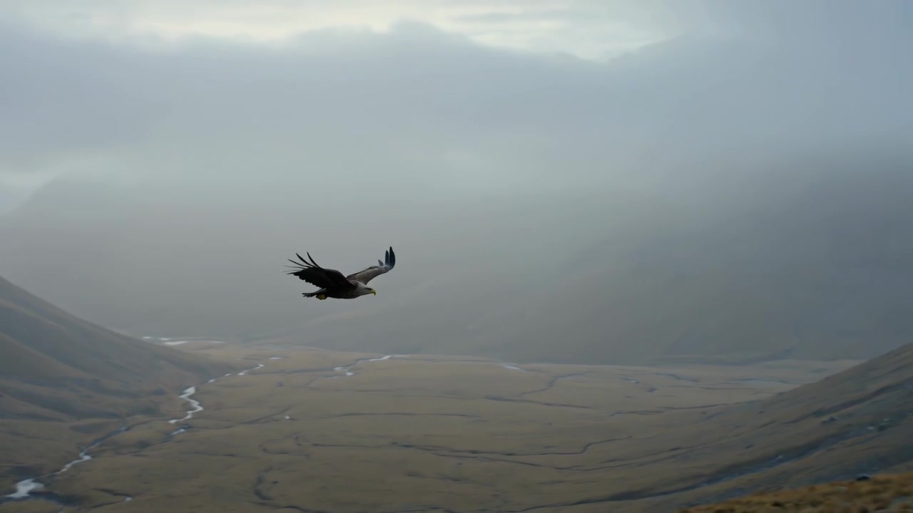 Gliding large raptor soaring across misty mountain valley, drone tracking to keep bird centered
