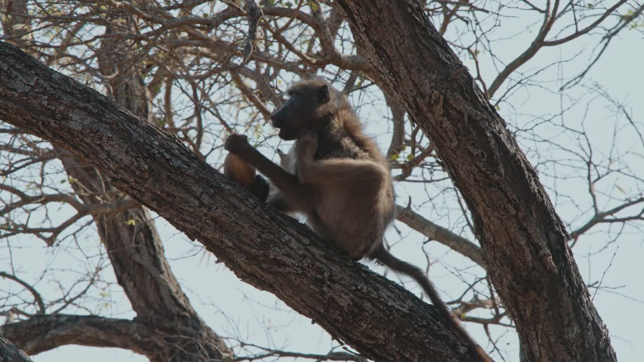 Chacma Baboon scratches neck with hind leg as it holds on to food sitting in tree