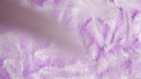 white feathers on a purple background