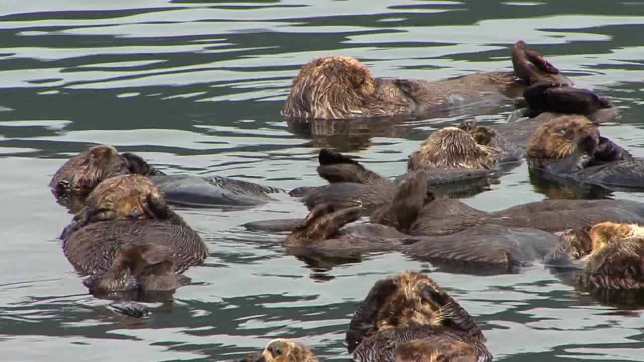 primer plano de un grupo de nutrias marinas acicalándose y flotando en las aguas poco profundas del océano, sitka, alaska