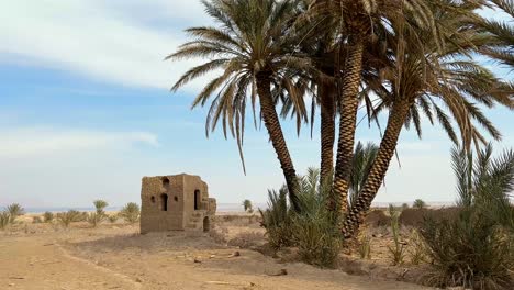 auténtico tradicional orgánico sostenible local nómada nativo agricultura en irán desierto alrededor rural distrito ciudad aldea palmera dátiles árbol jardín arboleda agricultor cultivado palmera datilera en el sur de irán viajes