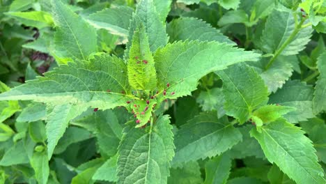 red aphids in perennial plant in garden