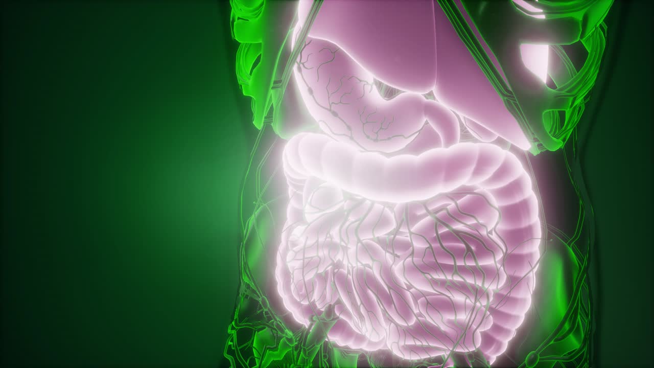 cuerpo humano con sistema digestivo visible